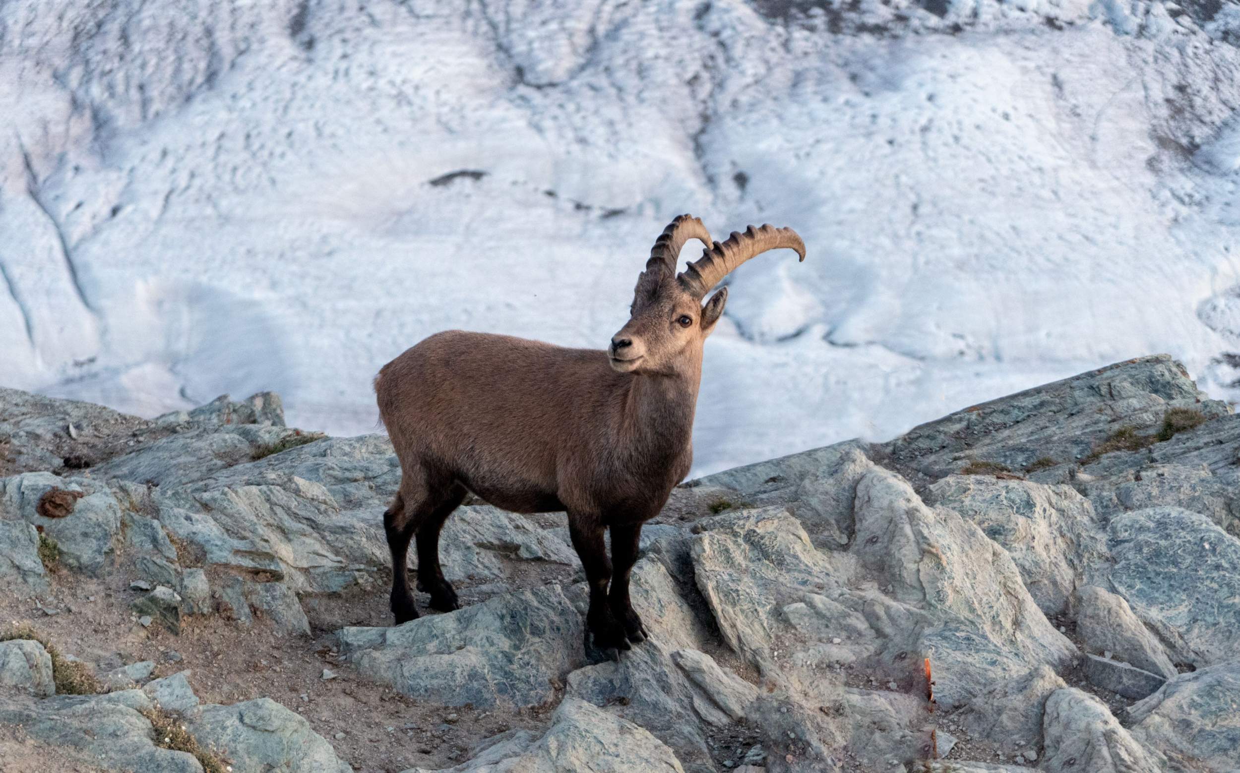 Steinbock